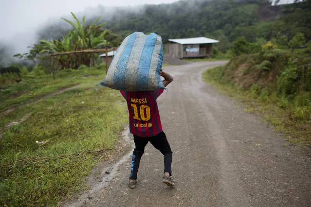 In this March 16, 2015 photo, Jhorlis Huallpa, 17, carries a bagful of tarps, to be used for drying coca leaves, in La Mar, province of Ayacucho, Peru. Hauling cocaine out of the valley is about the only way to earn decent cash in this economically depressed region where a farmhand earns less than $10 a day. Beyond extinguishing young lives, the practice has packed Peru's highland prisons with backpackers while their bosses evade incarceration. (Photo by Rodrigo Abd/AP Photo)