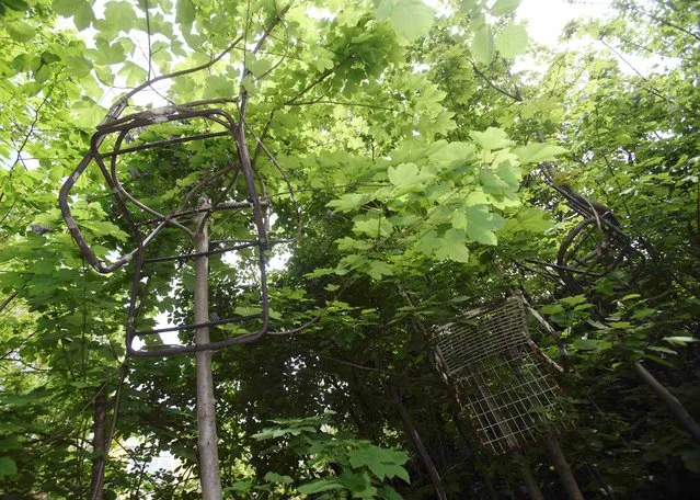 Trees grow in the shape of chairs in the garden of Austrian artist Bernhard Schmid in Lassnitzhoehe, Styria province, Austria, May 5, 2015. Schmid creates chairs naturally grown from one single piece of either maple, hazelnut or hornbeam wood by letting the trees grow into their final design over some 20 years. No nails, screws or glue is used in the process. (Photo by Heinz-Peter Bader/Reuters)