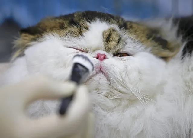 Makeup is applied to a Persian cat before it is displayed during the Mediterranean Winner 2016 cat show in Rome, Italy, April 3, 2016. (Photo by Max Rossi/Reuters)