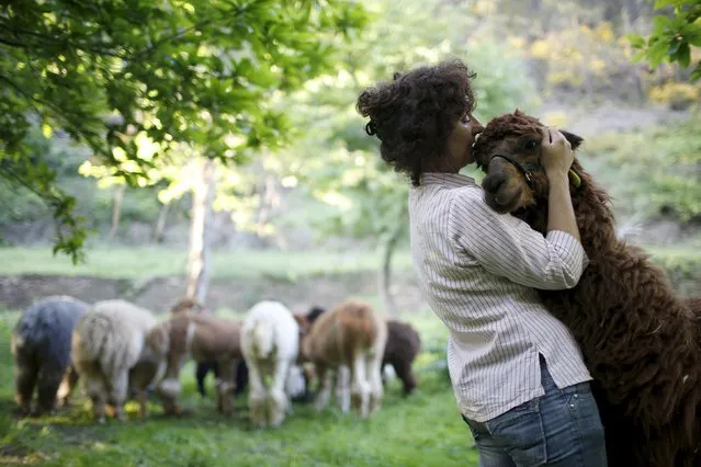 Lisa Vella-Gatt, 46, hugs an alpaca in her farm near Benfeita, Portugal May 11, 2015. (Photo by Rafael Marchante/Reuters)