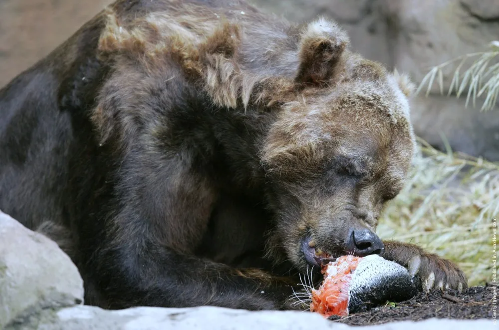 Simple: Bear Eat Fish