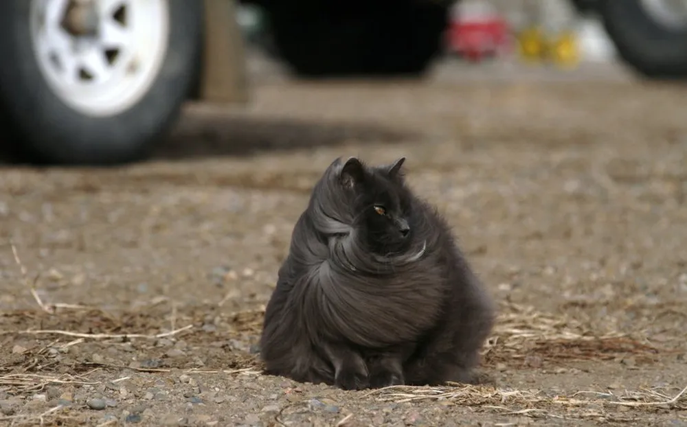 Sygmond the Grey Majestic Cat