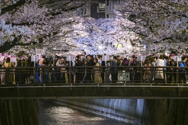 Nakameguro, Tokyo, on April 6 2024. The bridge over the canal is packed with tourists taking photos. (Photo by Irwin Wong for The Washington Post)