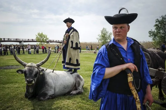 A herdsman stands on the back of a grey bull during a ceremony of driving sheep from their winter habitat to their summer pasture in the puszta or Hungarian steppe of Hortobagy, 183 kms east of Budapest, Hungary, 23 April 2016. Sheep are traditionally driven to their summer pasture at around St. George's Day in the Hortobagy region, because livestock breeding people traditionally consider St. George's Day the beginning of spring. (Photo by Zsolt Czegledi/EPA)