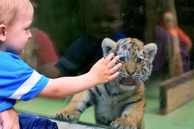 A young visitor tries to caress one of two Siberian tiger cubs being held behind a glass window during their first outing at the zoo of Olomouc, Czech Republic, on June 30, 2015. Siberian tiger twins were born at the zoo in May 2015. (Photo by Radek Mica/AFP Photo)