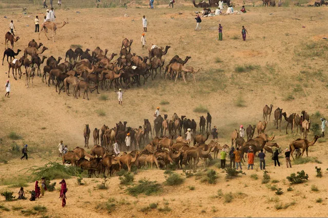 “Herders gather their camels at the end of the day on the fairgrounds of Pushkar in Rajasthan, India. Each year the fair attracts thousands of camels from nearby villages and is the main event of an otherwise sleepy town”. (Photo by Chaitanya Deshpande/The Guardian)