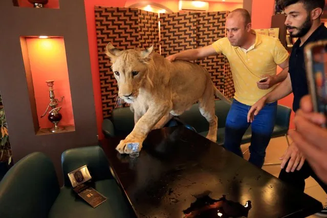 A Kurdish man tries to pet and play with Leo, a 15-month old lion owned by Kurdish Sheikh Blend Mamoon, at a cafe in Duhok, Iraq on August 23, 2019. (Photo by Ari Jalal/Reuters)