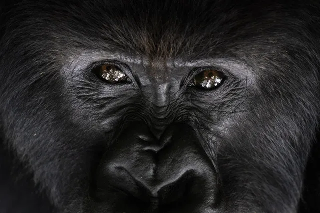In this September 2, 2019 photo, a silverback mountain gorilla named Segasira looks up as he lies under a tree in the Volcanoes National Park, Rwanda. The late American primatologist Dian Fossey, who began the world’s longest-running gorilla study here in 1967, would likely be surprised any mountain gorillas are left to study. Alarmed by rising rates of poaching and deforestation in central Africa, she predicted the species could go extinct by 2000. (Photo by Felipe Dana/AP Photo)