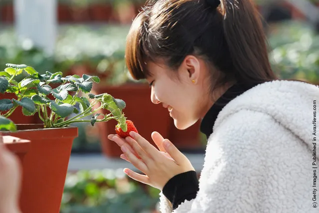 A girl looks at a new variety of strawberry at the 7th International Strawberry Symposium in Beijing