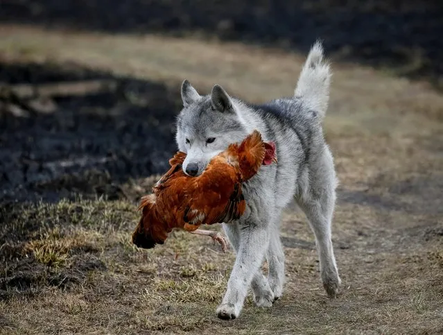 A dog carries a chicken in its mouth next to houses destroyed by shelling amid Russia's invasion of Ukraine, in the village of Motyzhyn, in the Kyiv region, Ukraine on April 4, 2022. (Photo by Gleb Garanich/Reuters)