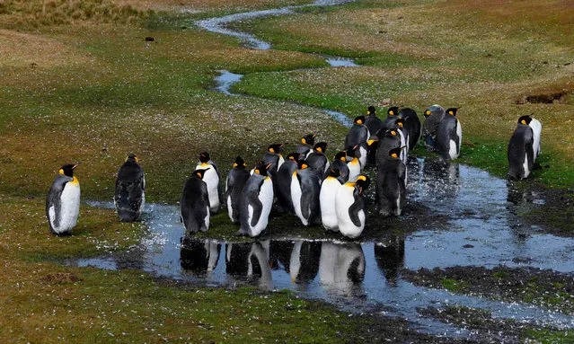 King penguins are seen at Volunteer Point, north of Stanley in the Falkland Islands (Malvinas), a British Overseas Territory in the South Atlantic Ocean, on October 6, 2019. The Falklands has an incredibly rich biodiversity including more than 25 species of whales and dolphins, but it is the guaranteed ability to get up close and personal with penguins that makes it such an enticing destination. There are five penguin species in the archipelago – King, Rockhopper, Gentoo, Magellanic and Macaroni. (Photo by Pablo Porciuncula Brune/AFP Photo)