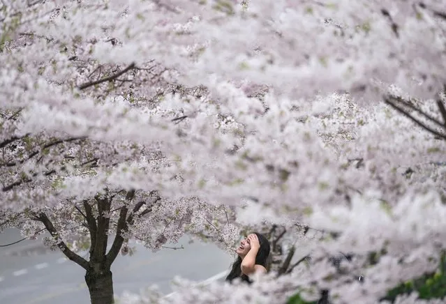 A woman is framed by cherry blossoms on trees in full bloom at the University of British Columbia in Vancouver, British Columbia, on Thursday, April 7, 2022. (Photo by Darryl Dyck/The Canadian Press via AP Photo)