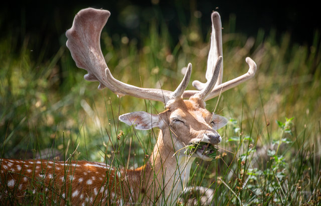 Deer shelter under a tree from the sun in Knole Park in Kent, UK on July 27, 2024. (Photo by Marcin Nowak/London News Pictures)