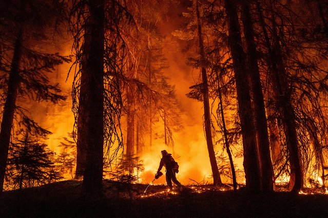 A firefighter uses a drip torch to burn vegetation while trying to stop the Park Fire from near Mill Creek in Tehama County, Calif., on Wednesday, August 7, 2024. (Photo by Noah Berger/AP Photo)