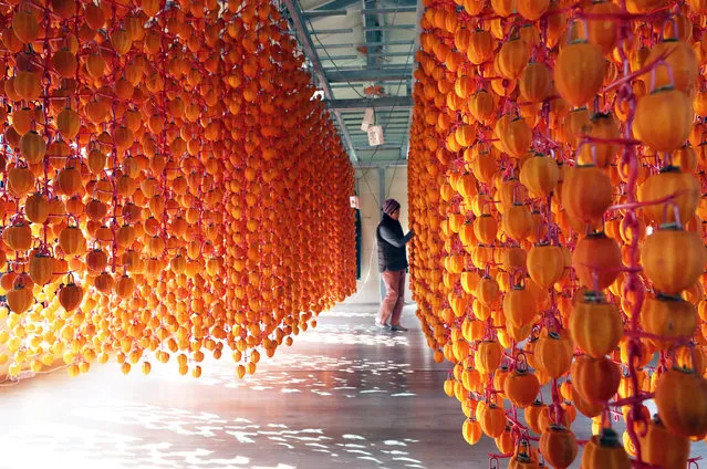 A farmer tends to persimmons, which are being hung for drying, at a farm in Jangseong, South Korea, 03 December 2019. (Photo by Yonhap/EPA/EFE)