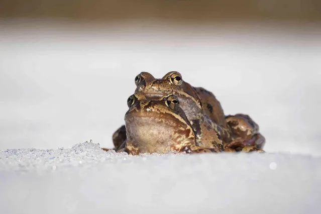 Frogs mate in the snow in a park outside St. Petersburg, Russia, Wednesday, April 13, 2022. (Photo by AP Photo/Stringer)
