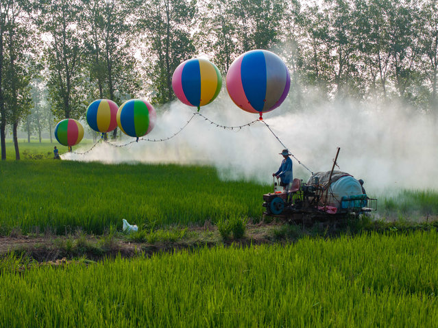 Farmers use hydrogen balloons to lift spray pipes aloft to spray gibberellic acid (920) at Hongze Lake Farm on August 18, 2024 in Suqian, Jiangsu Province of China. Gibberellic acid will help promote rice growth. (Photo by VCG/VCG via Getty Images)