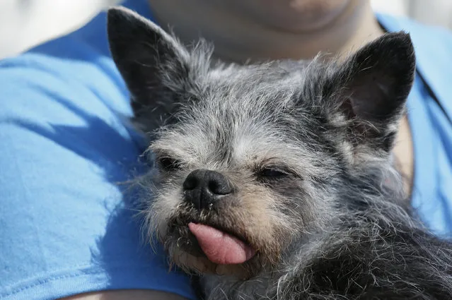 Moe, a Brussel griffon pug, from Santa Rosa, Calif., waits to compete in the World's Ugliest Dog Contest at the Sonoma-Marin Fair Friday, June 23, 2017, in Petaluma, Calif. (Photo by Eric Risberg/AP Photo)