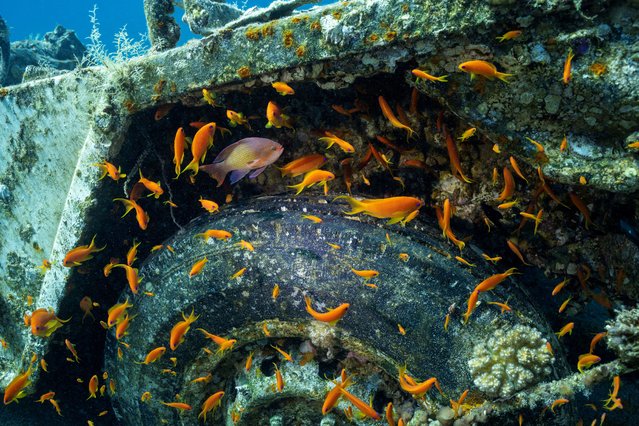 Fish swim next to a submerged military vehicle at the Underwater Military Museum in Aqaba, Jordan, on May 7, 2024. (Photo by Stelios Misinas/Reuters)