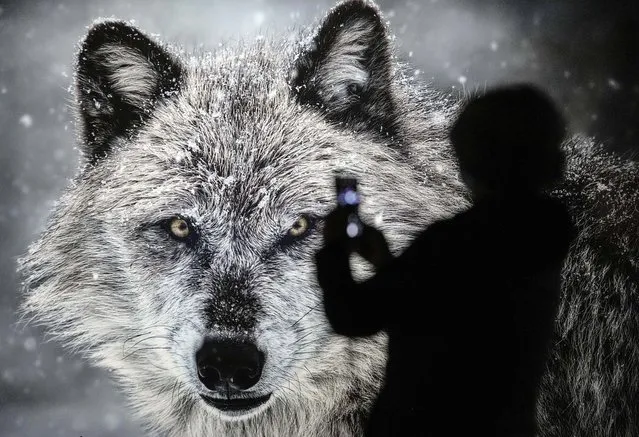 A visitor makes a picture with his phone of a big image of a wild wolf at the exhibition “The Fragile Paradise” inside the gigantic former industrial gas storage facility “Gasometer” in Oberhausen, Germany, Thursday, October 7, 2021. With 117 meter Europe's highest exhibition hall started to show the beauty of nature and the influence of man on his environment and climate in a multi media exhibition. (Photo by Martin Meissner/AP Photo)