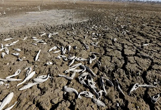 Dead fish are pictured stuck in the mud of the dry Pilcomayo river, which is facing its worst drought in almost two decades, in Boqueron, on the border between Paraguay and Argentina July 3, 2016. (Photo by Jorge Adorno/Reuters)