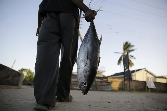 Fisherman Kassim Abdalla Zingizi holds a yellowfin tuna after a catch in Vanga, Kenya, on Tuesday, June 14, 2022. Artisanal fisheries on Kenya's coast say climate change, overfishing by large foreign vessels and a lack of other job opportunities for coastal communities is draining the Indian Ocean of its yellowfin tuna stocks. Zingizi said that most artisanal fisherfolk lack the skills, knowledge and financial support to compete with larger foreign vessels. (Photo by Brian Inganga/AP Photo)