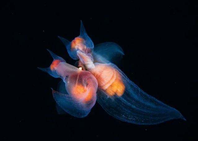 Romance among the angels by Andrey Narchuk (Russia). Sea angels are molluscs related to slugs and snails, with wing-like lobes used as swimming paddles. They are both male and female and here they prepare to insert their copulatory organs into each other to transfer sperm in synchrony. Finalist 2017, Behaviour: Invertebrates. (Photo by  Andrey Narchuk/2017 Wildlife Photographer of the Year)