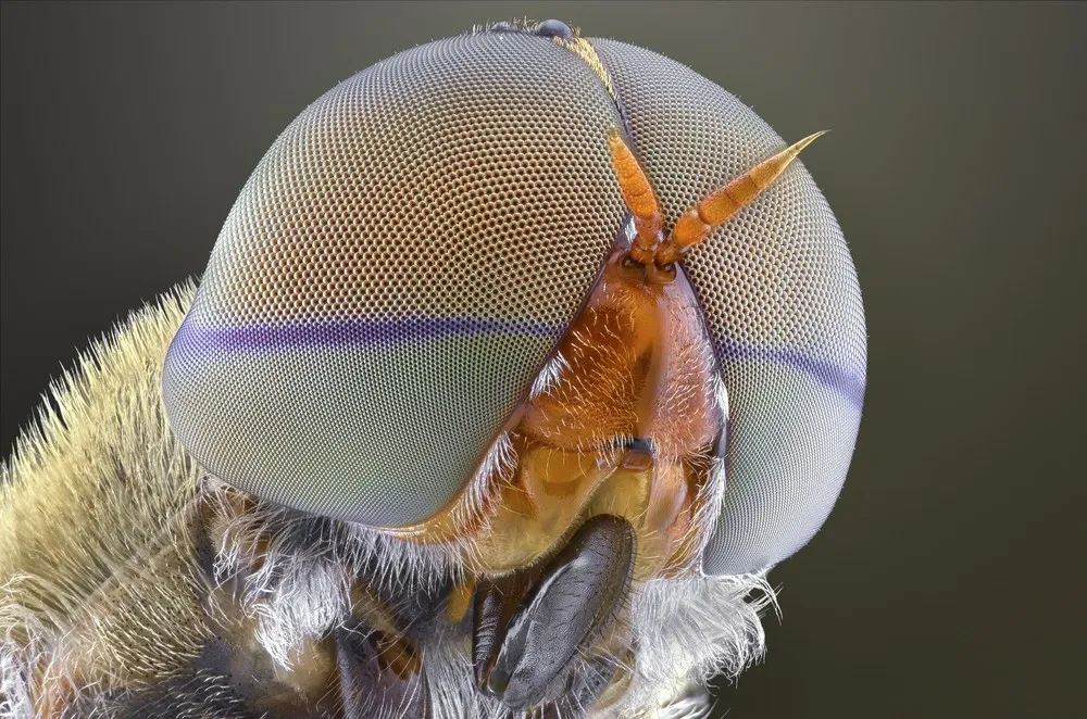Stunning Macro Photographs of Insects