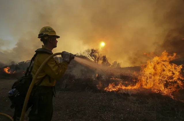 A firefighter battles a wildfire near Placenta Canyon Road in Santa Clarita, Calif., Sunday, July 24, 2016. Thousands of homes remained evacuated Sunday as two massive wildfires raged in tinder-dry California hills and canyons. (Photo by Ringo H.W. Chiu/AP Photo)