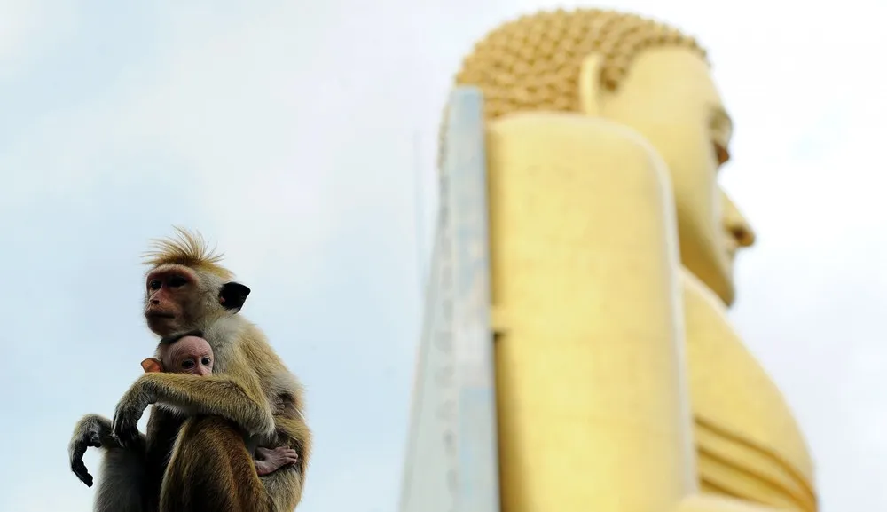 The Week in Pictures: Animals, August 23 – August 29, 2014