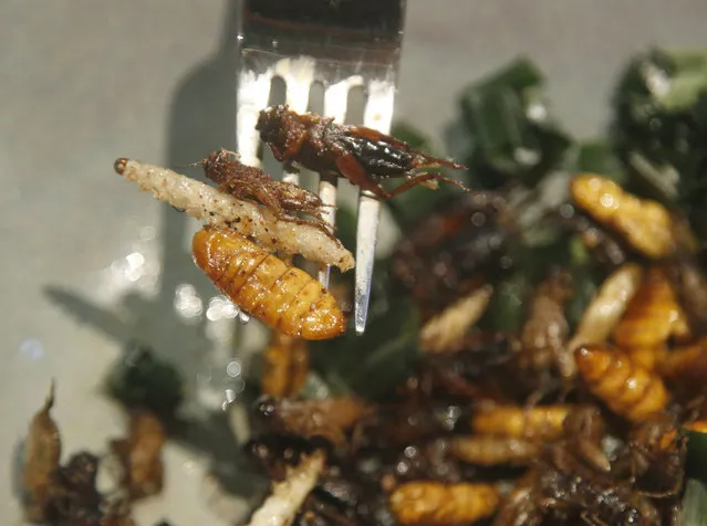In this Tuesday, September 12, 2017 photo, Kelvarin Chotvichit, a lawyer from Bangkok, uses a fork bamboo worms, silkworm and cricket fired before eats†at Inspects in the Backyard restaurant, Bangkok, Thailand. Tucking into insects is nothing new in Thailand, where street vendors pushing carts of fried crickets and buttery silkworms have long fed locals and adventurous tourists alike. But bugs are now fine-dining at the Bangkok bistro aiming to revolutionize views of nature’s least-loved creatures and what you can do with them. (Photo by Sakchai Lalit/AP Photo)