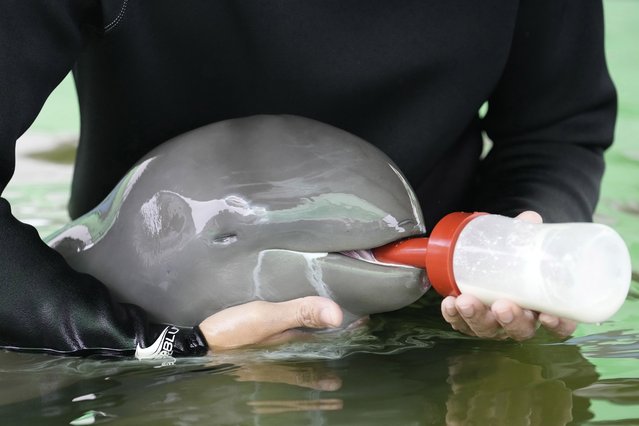Volunteer Tosapol Prayoonsuk feeds a baby dolphin nicknamed Paradon with milk at the Marine and Coastal Resources Research and Development Center in Rayong province in eastern Thailand, Friday, August 26, 2022. The Irrawaddy dolphin calf was drowning in a tidal pool on Thailand’s shore when fishermen found him last month. The calf was nicknamed Paradon, roughly translated as “brotherly burden”, because those involved knew from day one that saving his life would be no easy task. But the baby seems to be on the road to recovery. (Photo by Sakchai Lalit/AP Photo)