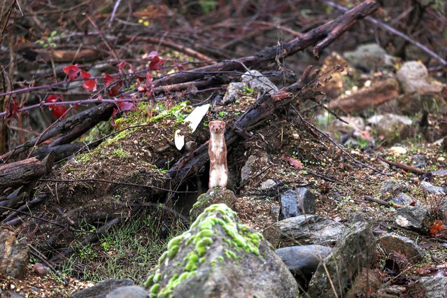 A stoat stands on the shores of Kerkini lake, Greece, on January 9, 2025. (Photo by Elias Marcou/Reuters)