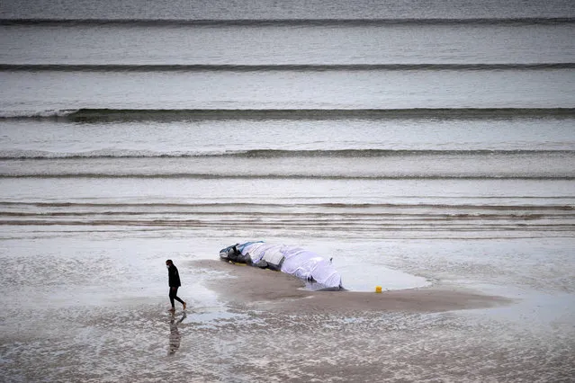 A member of Sea Sheperd walks by a beached rorqual whale on the beach of Ploeven, western France on September 19, 2022. (Photo by Fred Tanneau/AFP Photo)