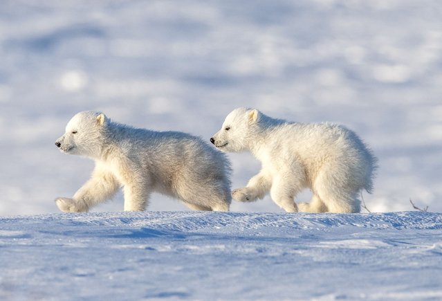 This charming pair of polar bear cubs were captured trotting around Wapusk National Park in Manitoba, Canada in the first decade of February 2025. (Photo by Lisa Adler/Solent News)