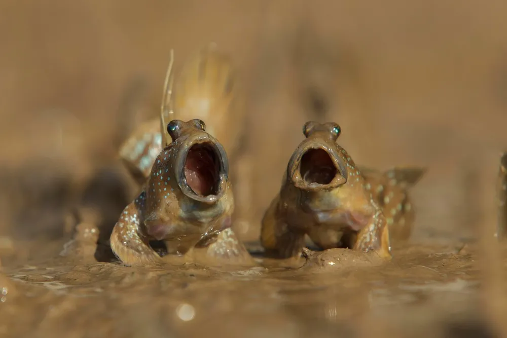 Comedy Wildlife Photography Awards 2017 Finalists