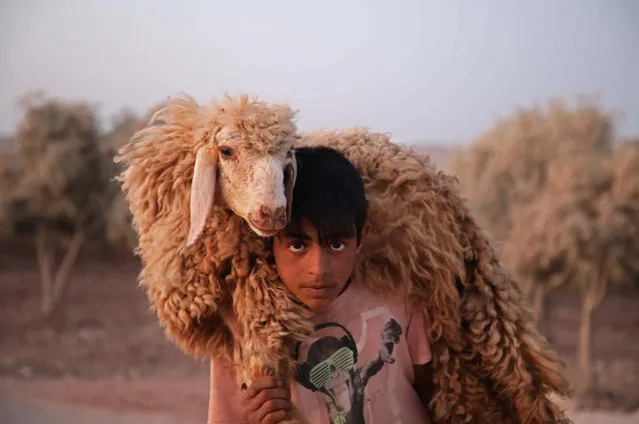 A Syrian child holds a sheep at the Atmah camp in the northwestern Idlib province, on August 07, 2019. (Photo by Aaref Watad/AFP Photo)