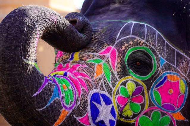 An elephant with his face painted is pictured at Amer Fort in the outskirts of Jaipur, India on January 11, 2024. (Photo by Himanshu Sharma/AFP Photo)