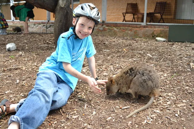 Quokka The Happiest Animal in the World