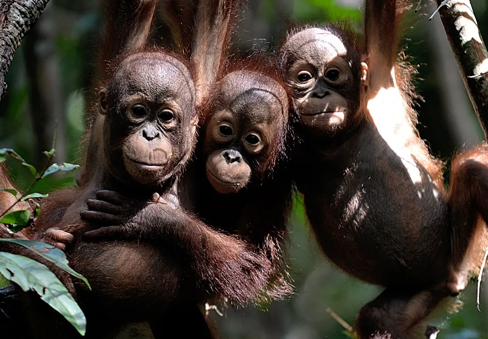 Malaysian Orangutans: Before and Now