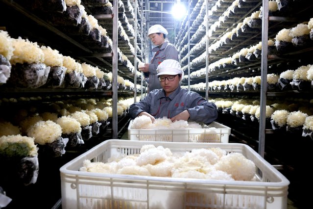 Workers harvest snow fungus at an organic snow fungus production base in Gutian county of Ningde, Fujian province, China on April 8, 2025. (Photo by Reuters/China Daily)