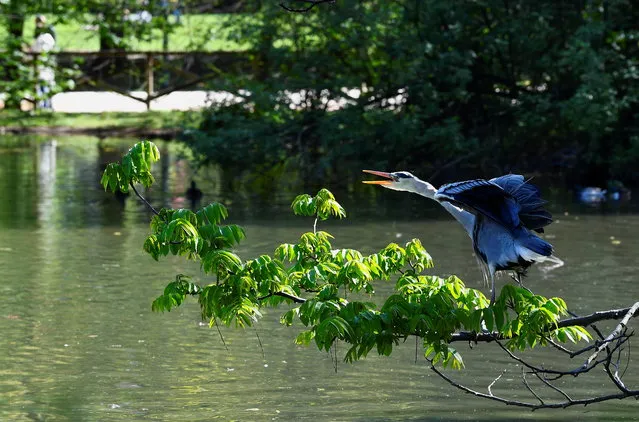 A grey heron is seen at the Sempione park, after Lombardy was downgraded from a red to an orange zone, loosening the coronavirus disease (COVID-19) restrictions including allowing non-essential shops to re-open, in Milan, Italy, April 13, 2021. (Photo by Flavio Lo Scalzo/Reuters)