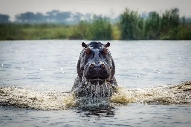 “Hippo Chase”. As we approached the camp the Selinda Reserve of northern Botswana our boat passed by a hippo resting in the water. I turned around to look back at the boat's wake and saw the hippo charging after us! The hippo must've been tired from an all-nighter because he was angry. (Photo and caption by Curtis Simmons/National Geographic Photo Contest)