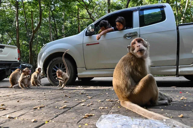 In this photo taken September 5, 2020, visitors feed monkeys at the Buddhist cave temple on Khao Chakan mountain in the eastern Thai province of Sa Kaeo. (Photo by Romeo Gacad/AFP Photo)