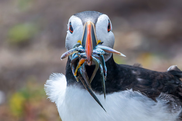 A puffin on the Farne Islands off Northumberland, UK on June 30, 2025. (Photo by John Fatkin/Cover Images)