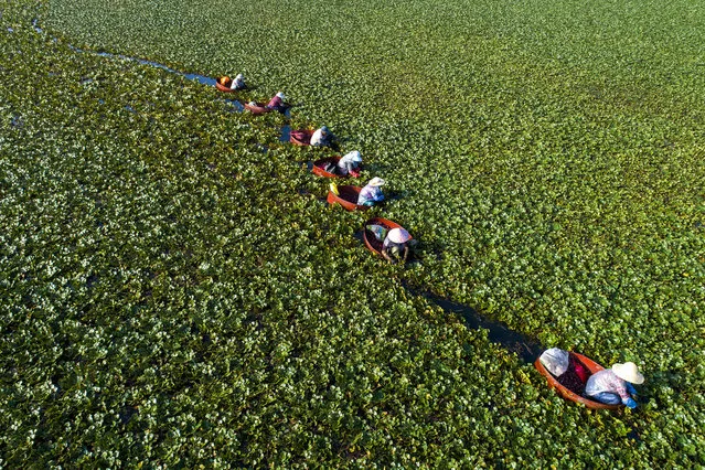 Aerial view of farmers harvesting water chestnuts on September 12, 2020 in Huai'an , Jiangsu Province of China. (Photo by He Jinghua/VCG via Getty Images)