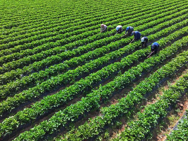 An aerial view of farmers collecting Emiralem strawberries, known for their smell and aroma, harvested 15 days late this year due to the cold in Emiralem neighbourhood in Menemen district of Izmir, Turkiye on April 22, 2025. (Photo by Mehmet Emin Menguarslan/Anadolu via Getty Images)