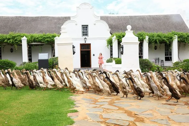 A flock of Indian Runner ducks, which assist as natural pest-control, in place of pesticides, by eating all the snails and bugs, do their daily patrol around the Vergenoegd Wine Estate, in Stellenbosch, in Cape Town, South Africa on January 11, 2023. (Photo by Esa Alexander/Reuters)