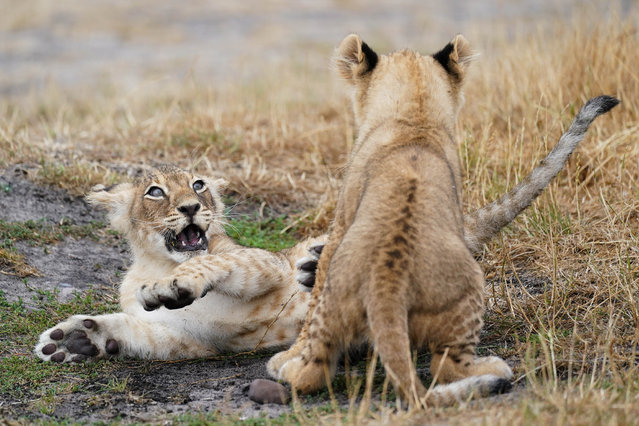 New lion cubs playing in their enclosure at the West Midlands Safari Park in Kidderminster, Worcestershire, UK on Thursday, July 17, 2025. The trio, named Nancy, Nox and Nero arrived on 13 April 2025, to mum, 12-year-old Amber. (Photo by Jacob King/PA Wire)