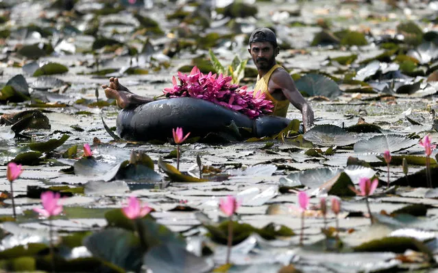 A man collects lotus flowers to sell whilst floating on a tire tube at a pond in Colombo, Sri Lanka February 23, 2018. (Photo by Dinuka Liyanawatte/Reuters)
